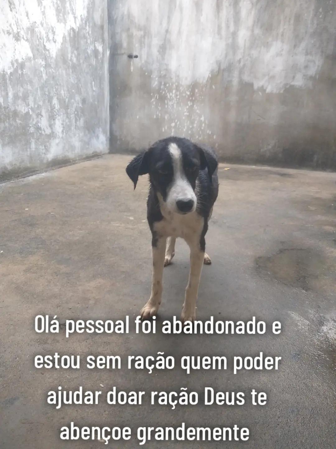 @Cãozinhoabandonado