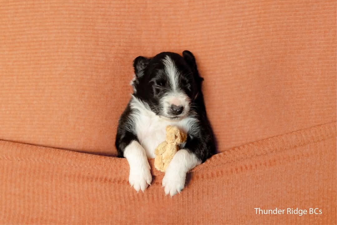 @Thunder Ridge Border Collies