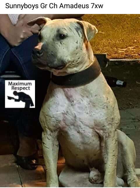 @SAAPBT_GAMEDOGS