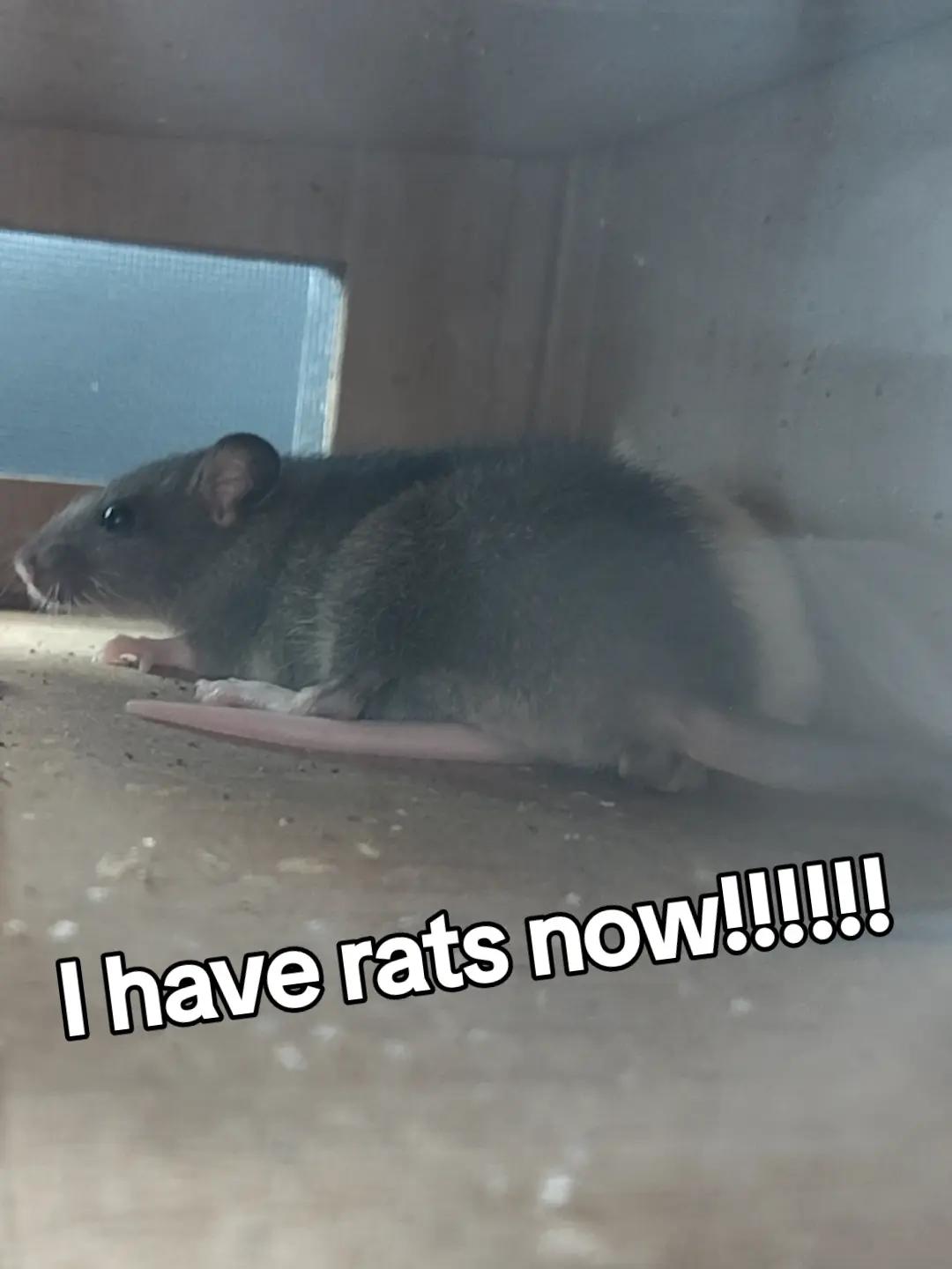 @🐀🧀Im in your drywall🧀🐀