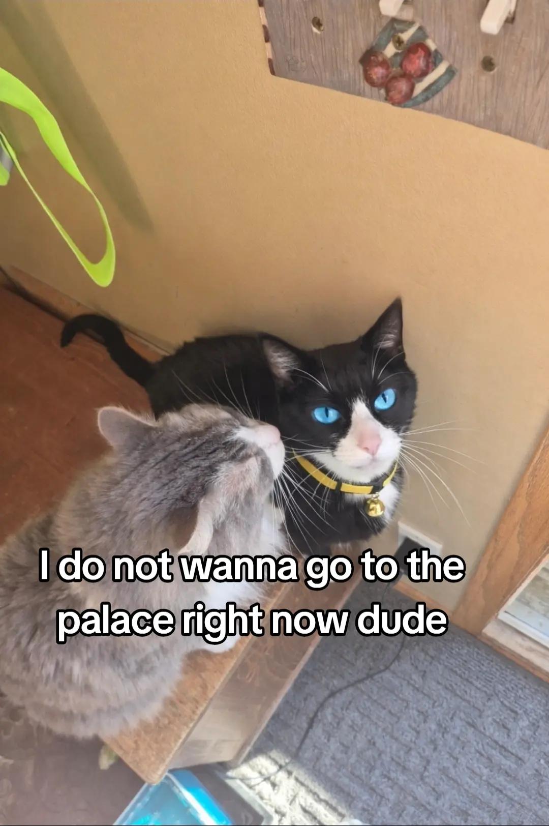 @Tortle