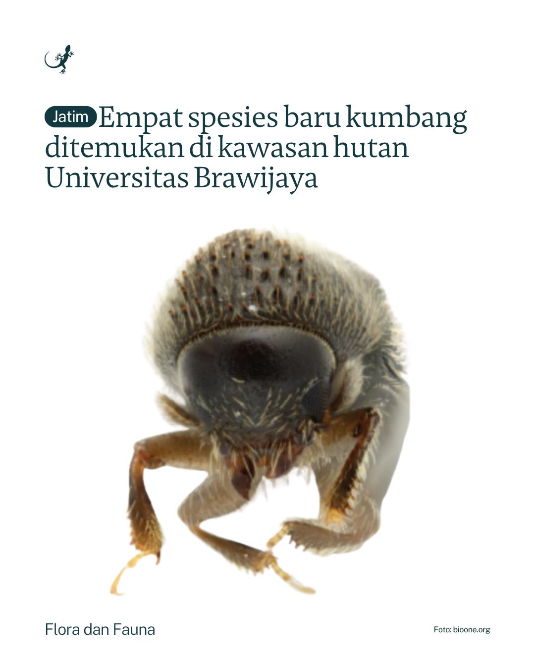 @mongabayindonesia