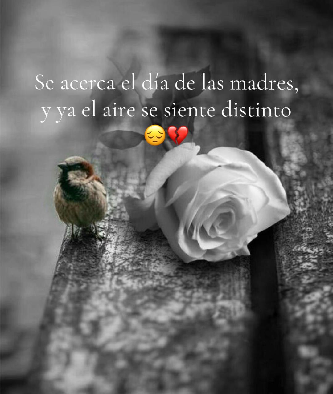 @Carmencita 🕊️🤍