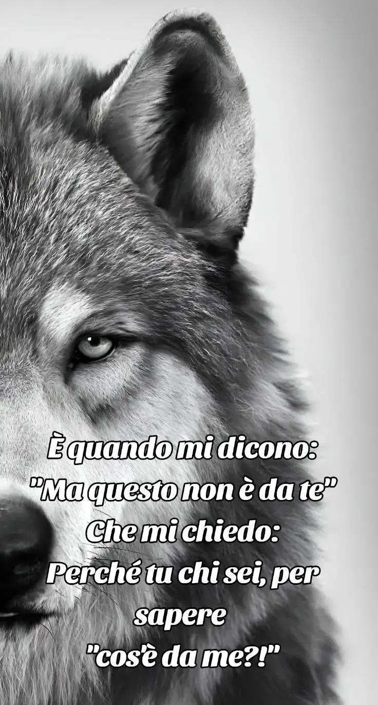 @๐บ๐ฝCrazy Wolf.