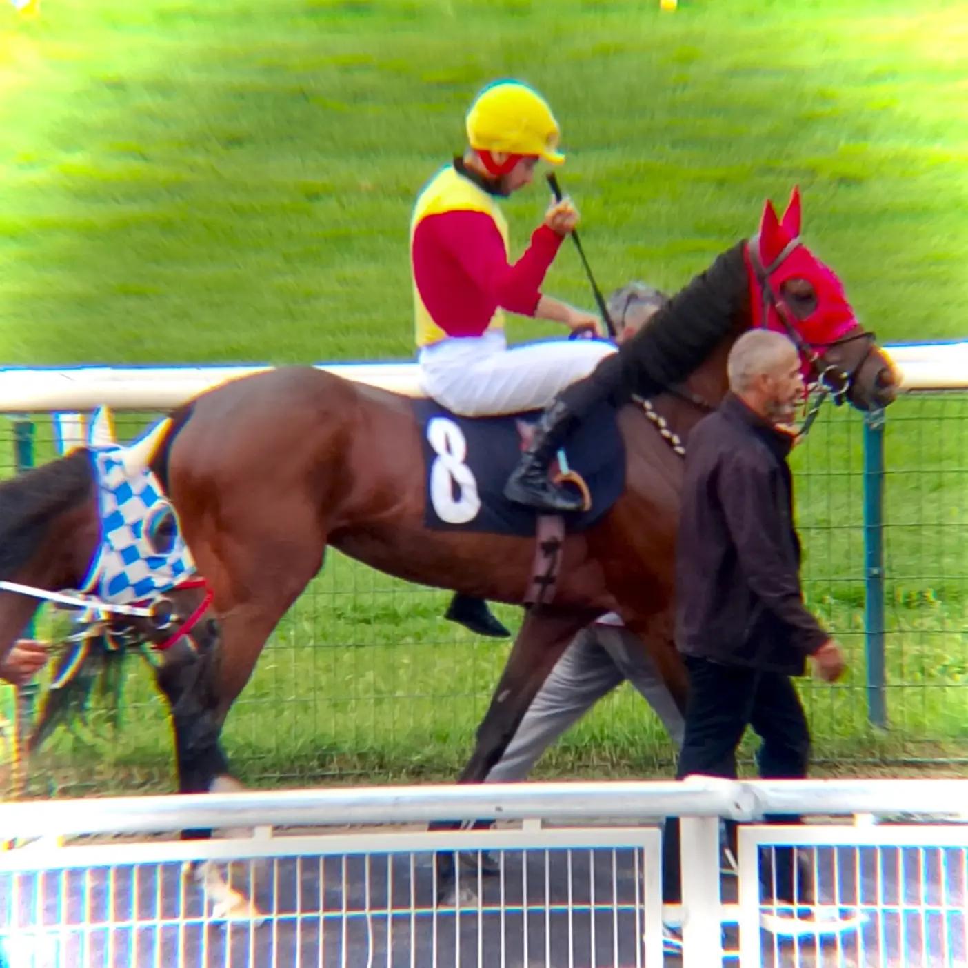 @brs horse racing