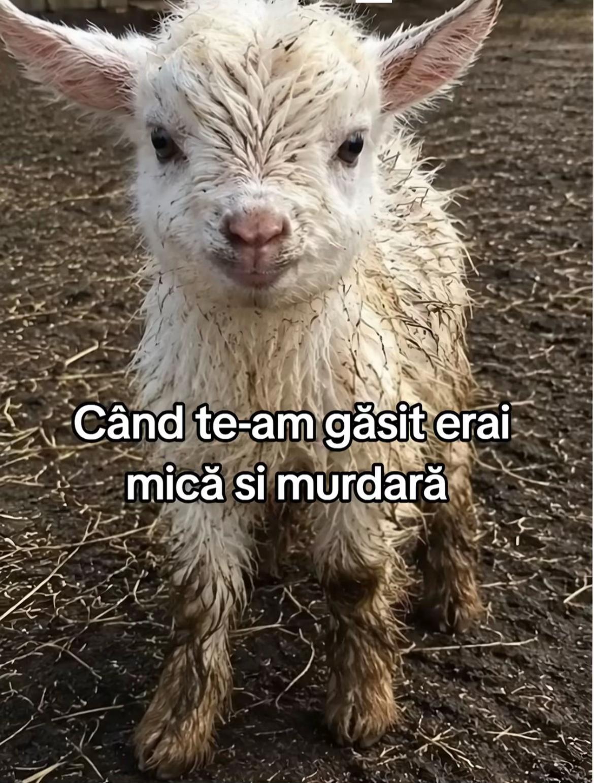 @vio_nick🤦🏻♂️