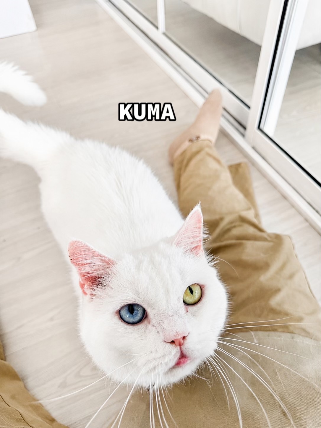 @คาเฟ่แมวโมริ Mori cat cafe'