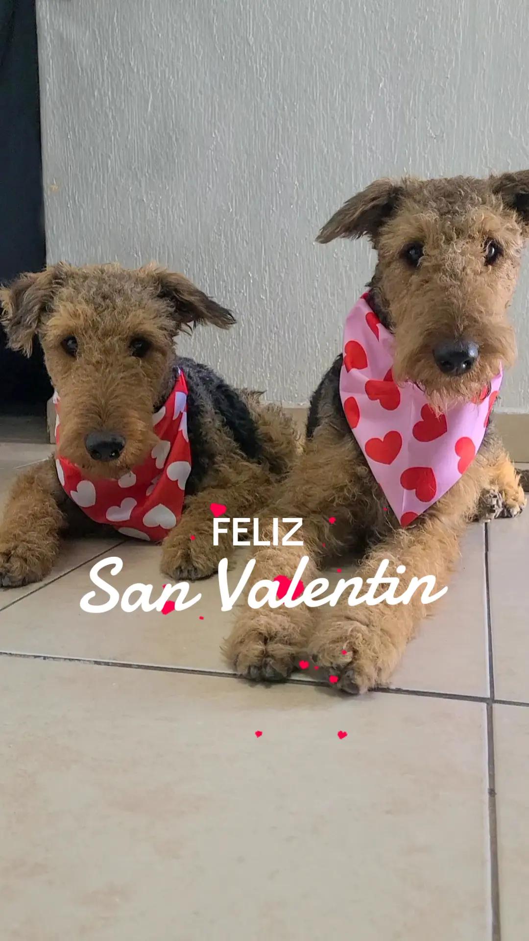 @Trufa Y M&aacute;ximo🐾Airedales