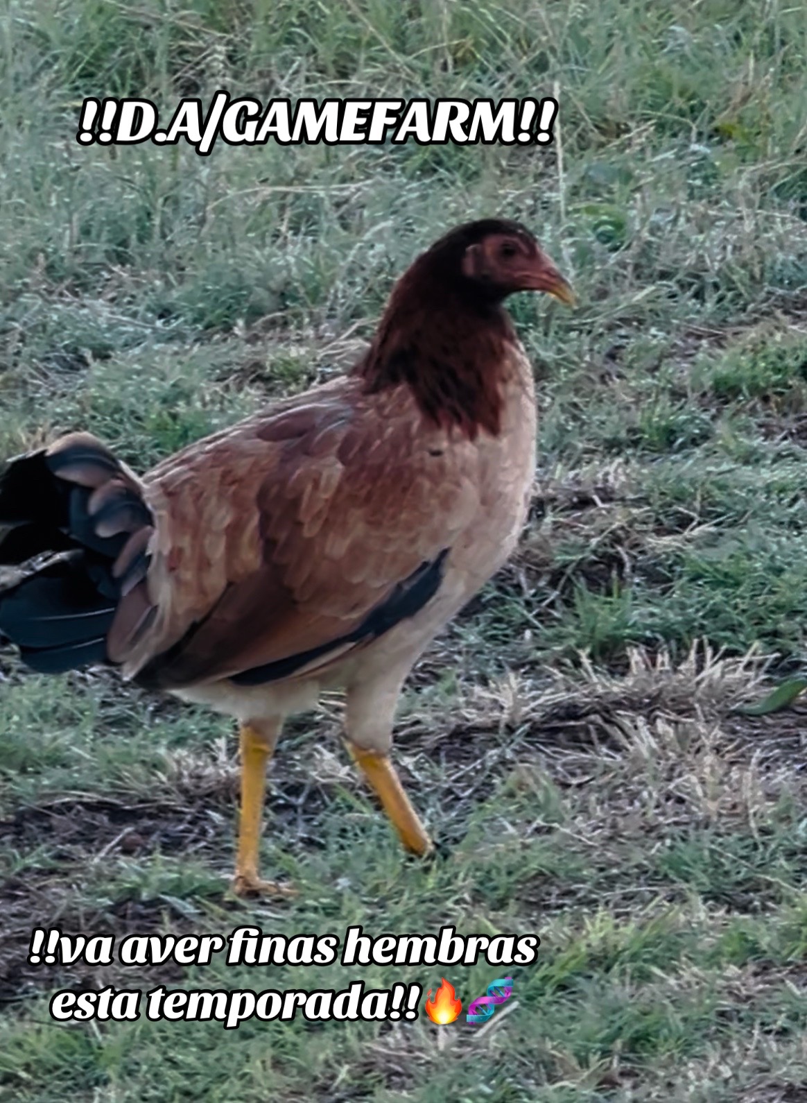 @DAgamefarm