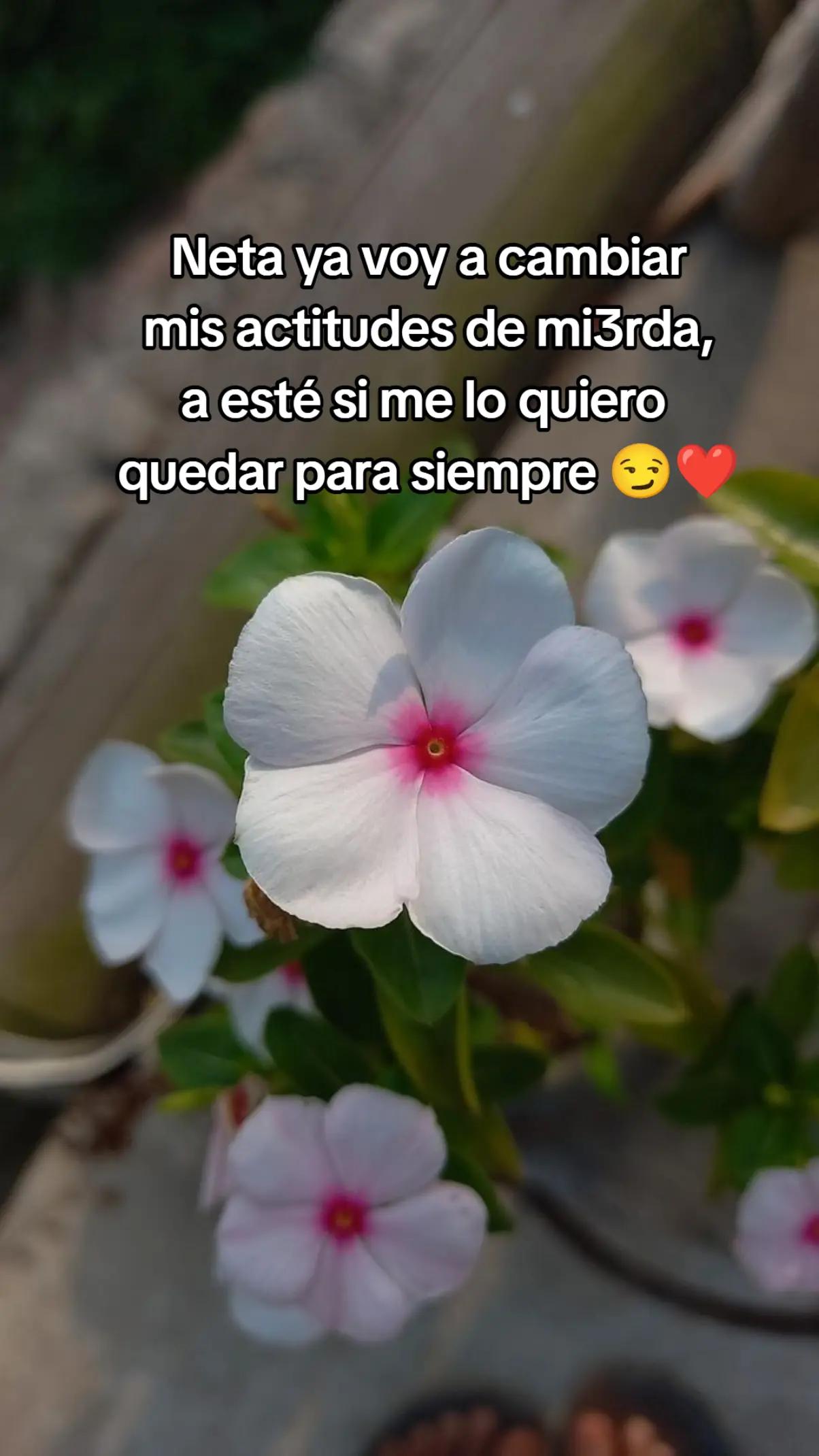 @🦆🌷Janeth de neto🌷🦆