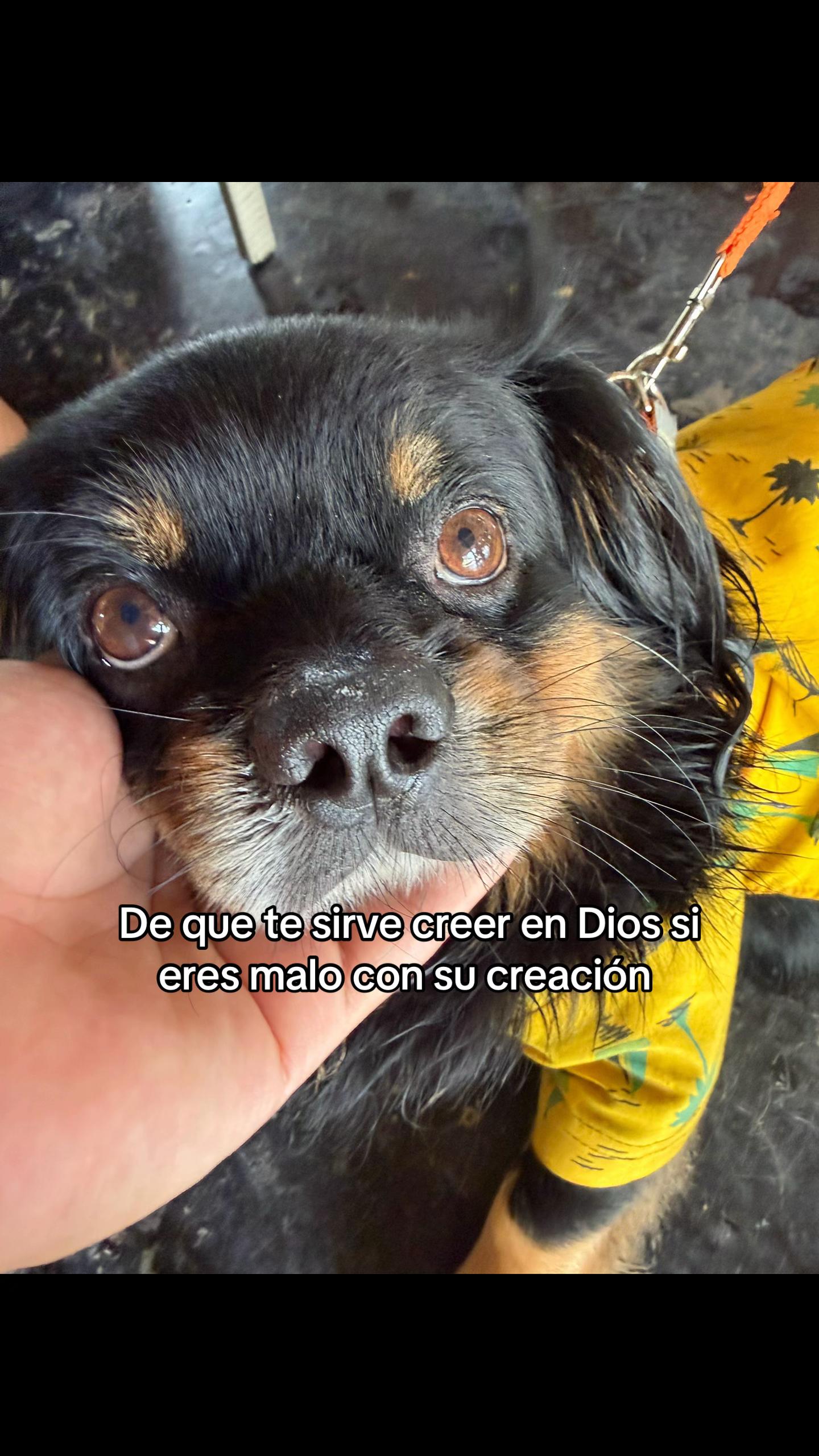 @🍀🐾Luis Pulgarin y Mafrencito