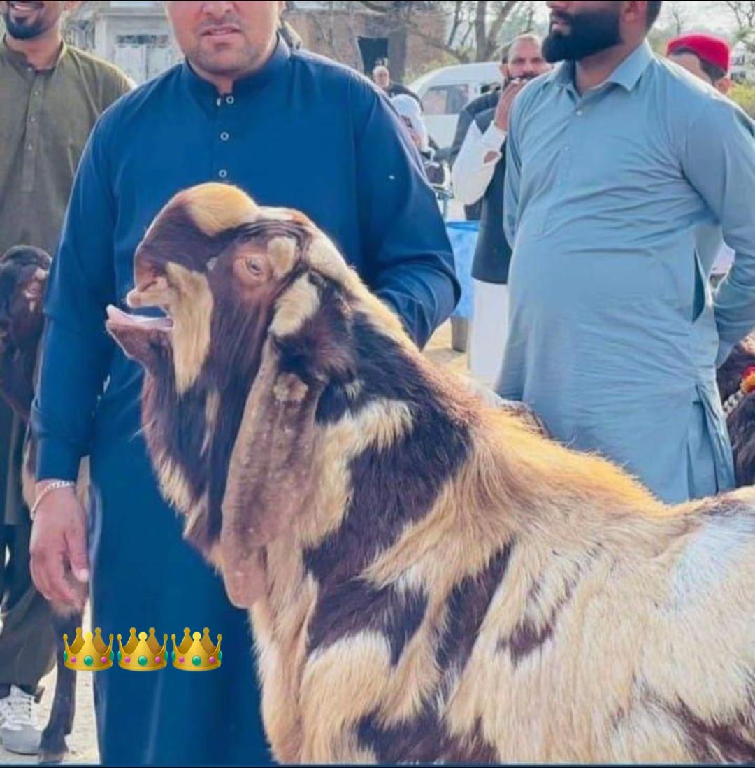 @Mohra Langrial Beetal1