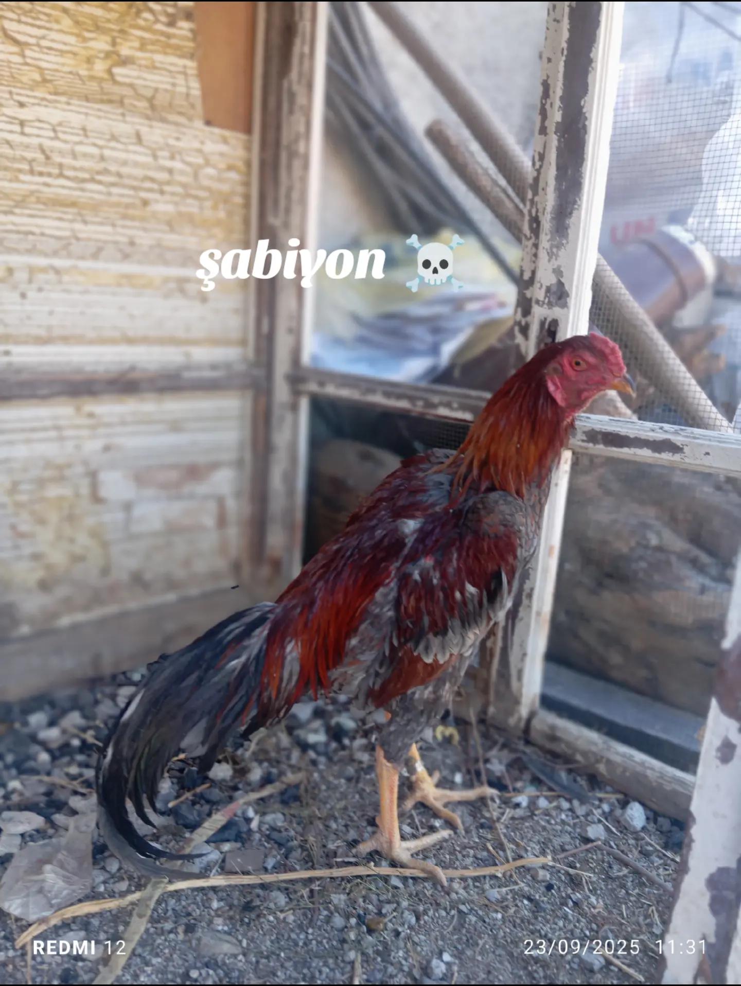 @Gök