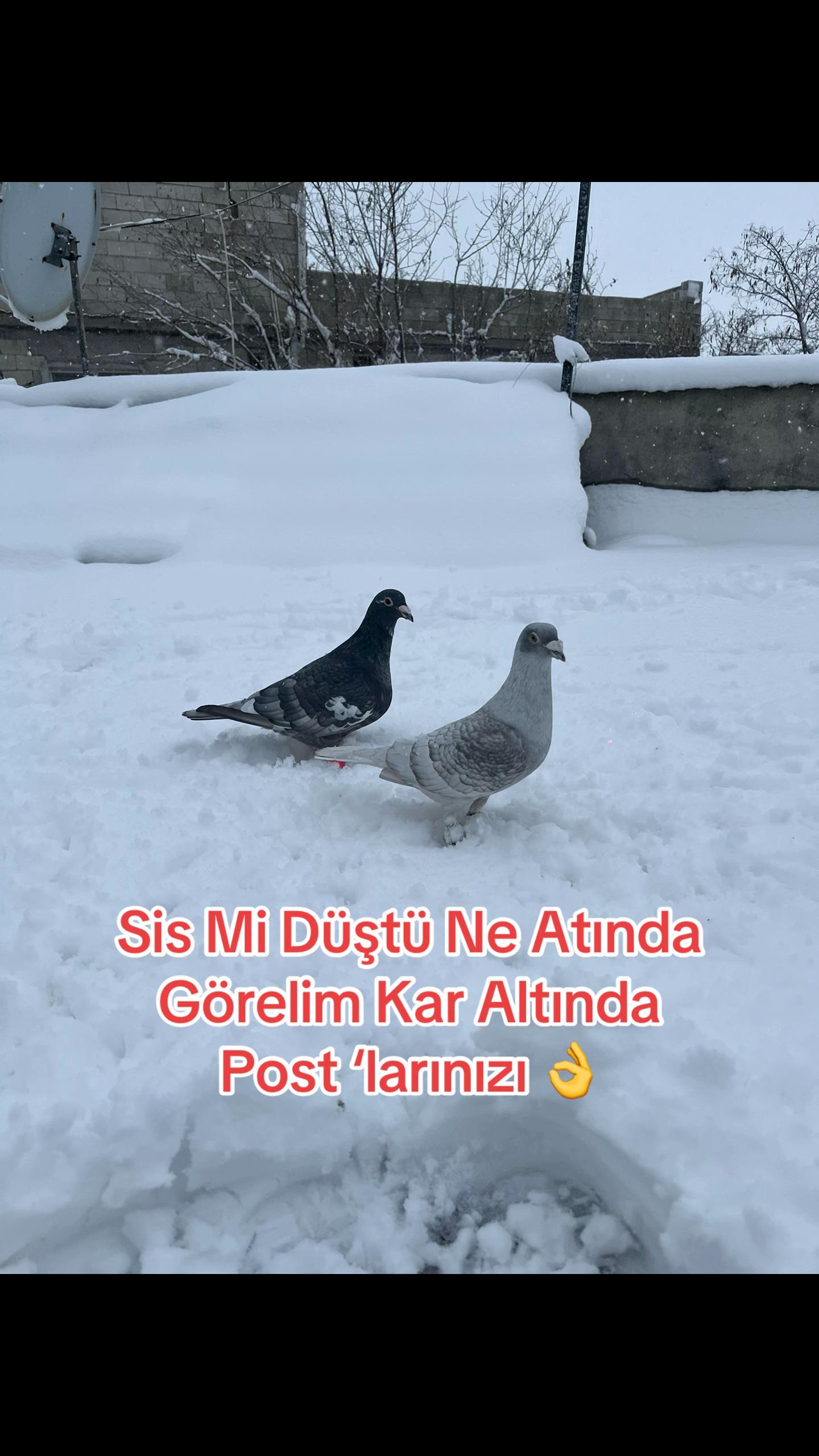 @başkoo♻️