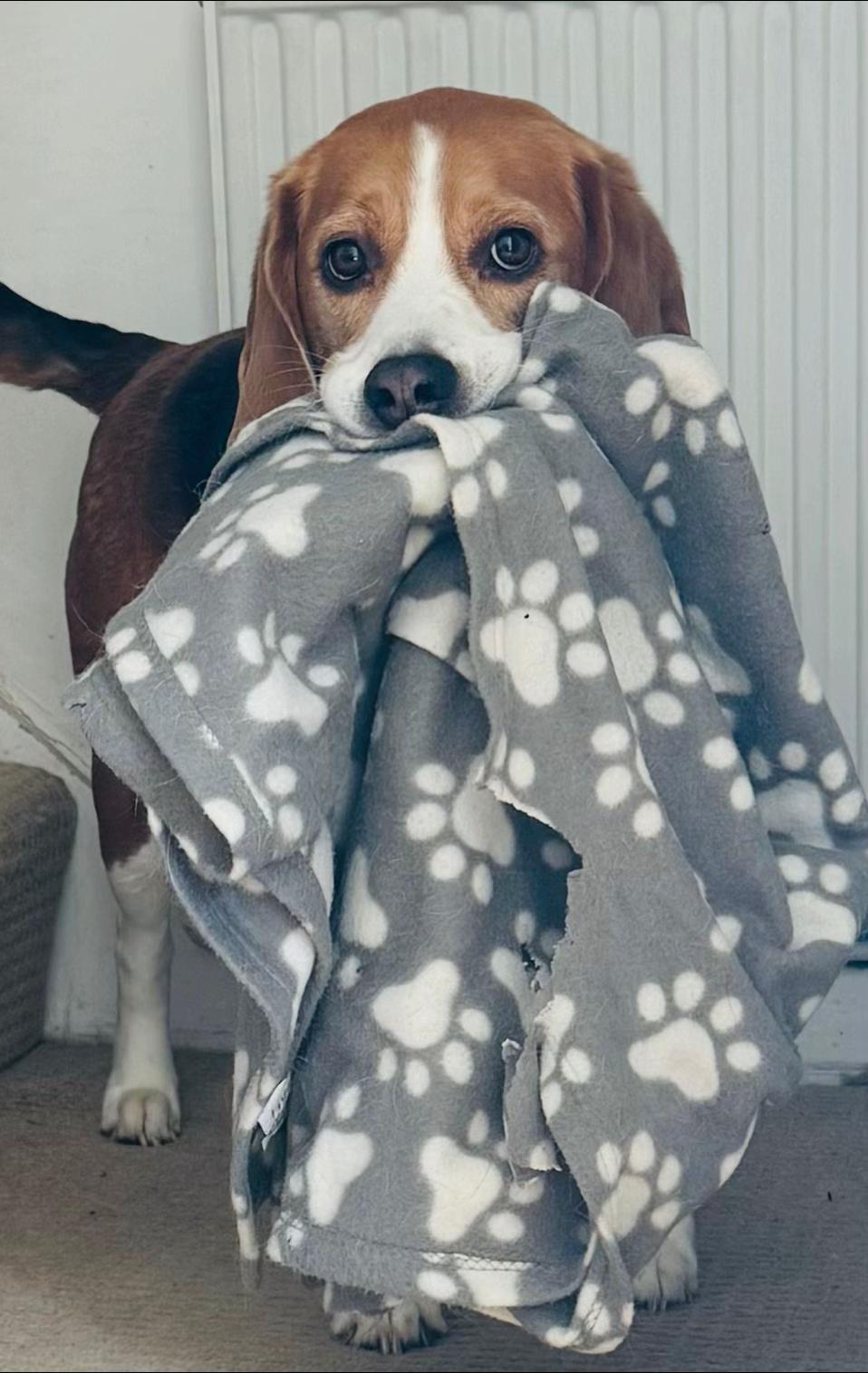 @Neo_The_Beagle