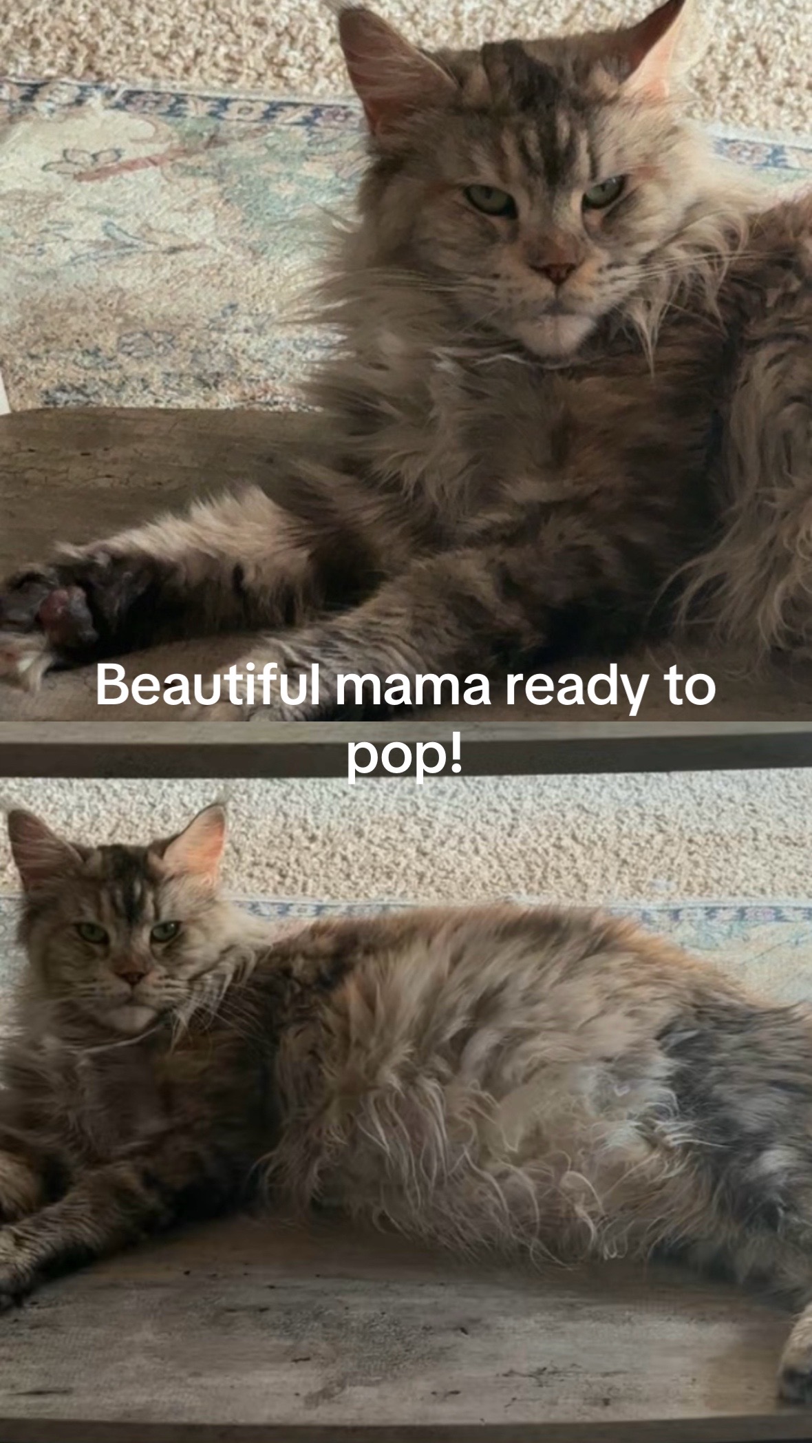 @Bratcats
