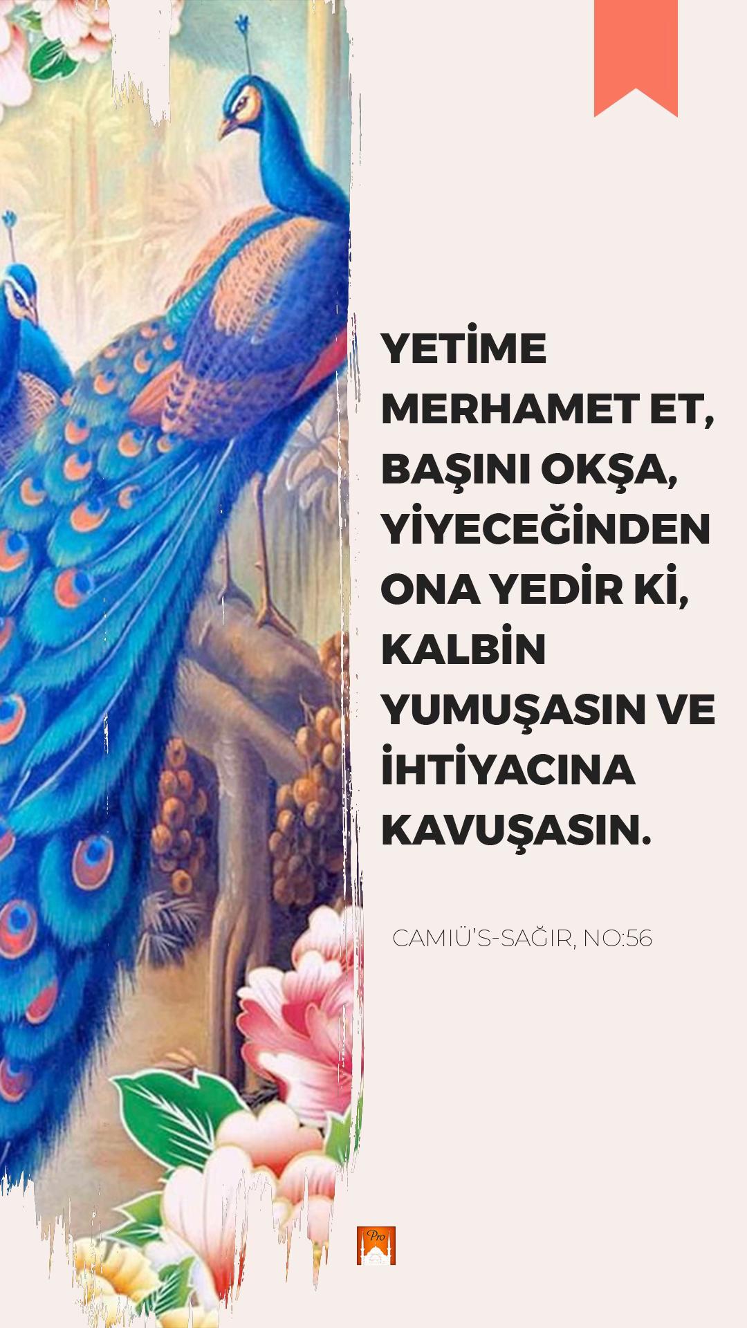 @🇹🇷Son Osmanlı 🇹🇷