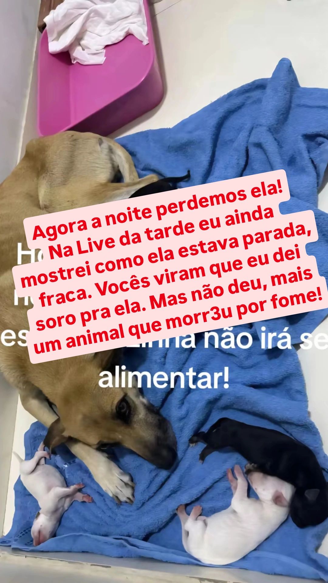 @Proteção Patas