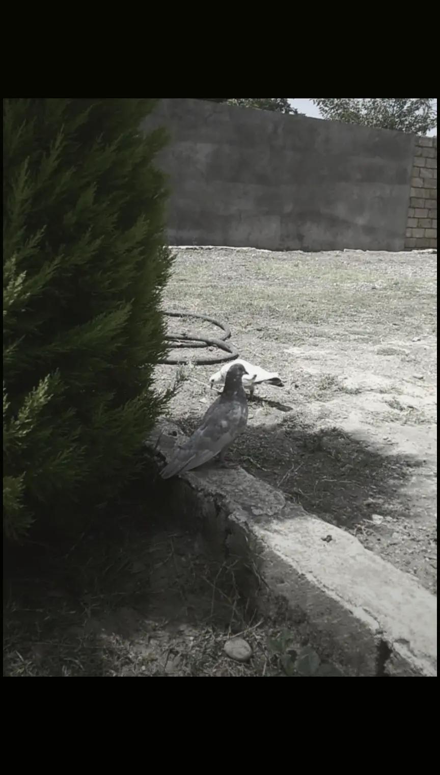 @lənkəran_Quş.Bazı🕊️