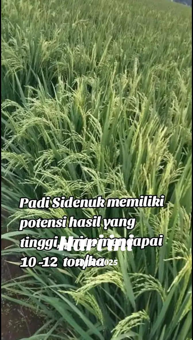 @PT. BHD INDONESIA