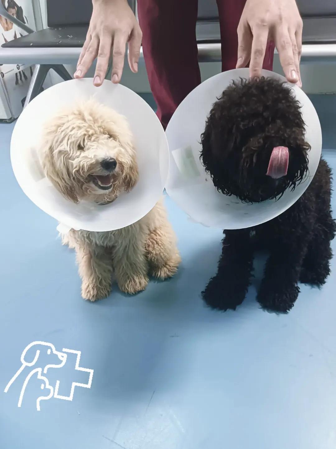 @VillagevVet LLC