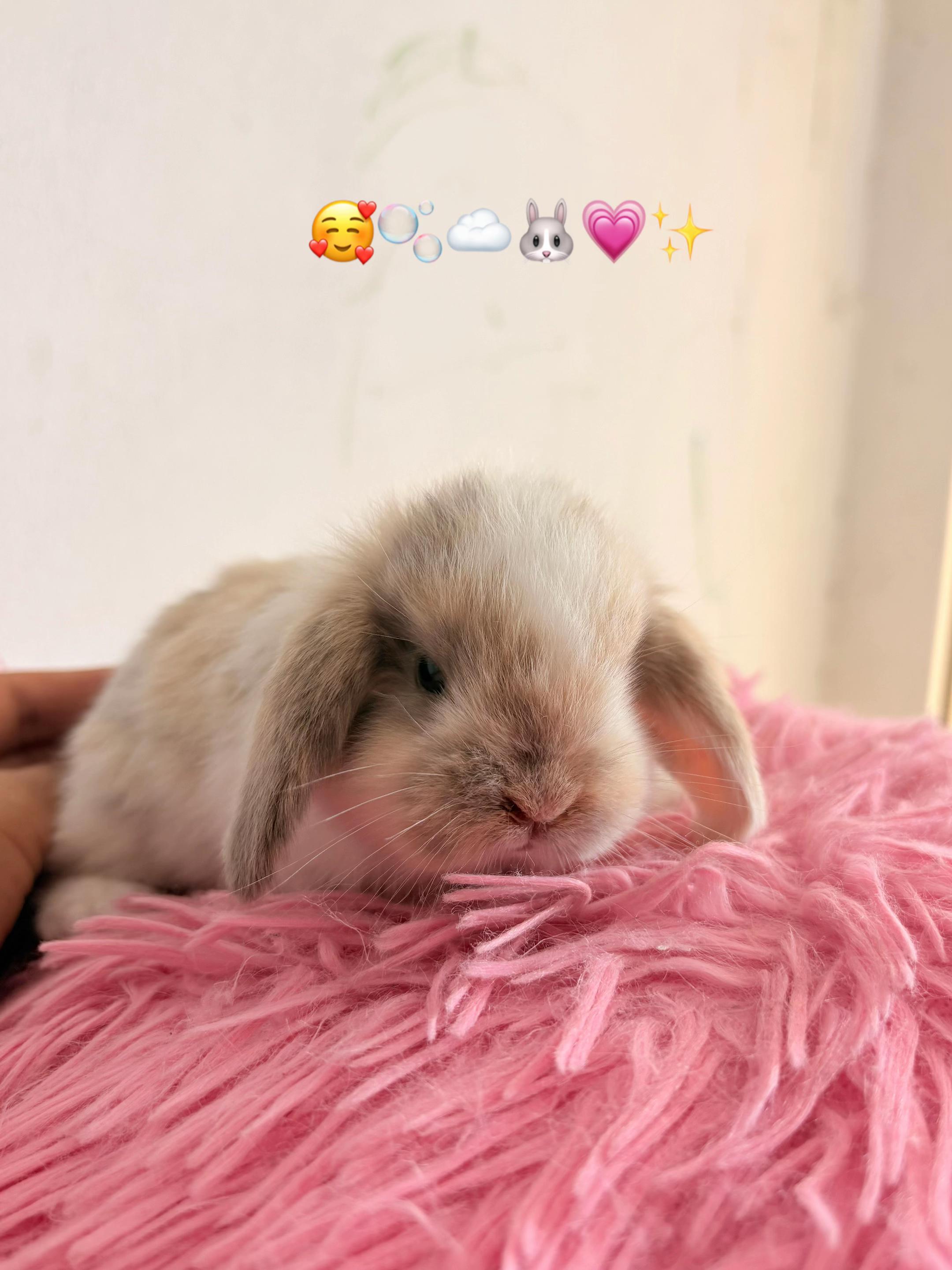 @La Madriguera de Judy 🐰