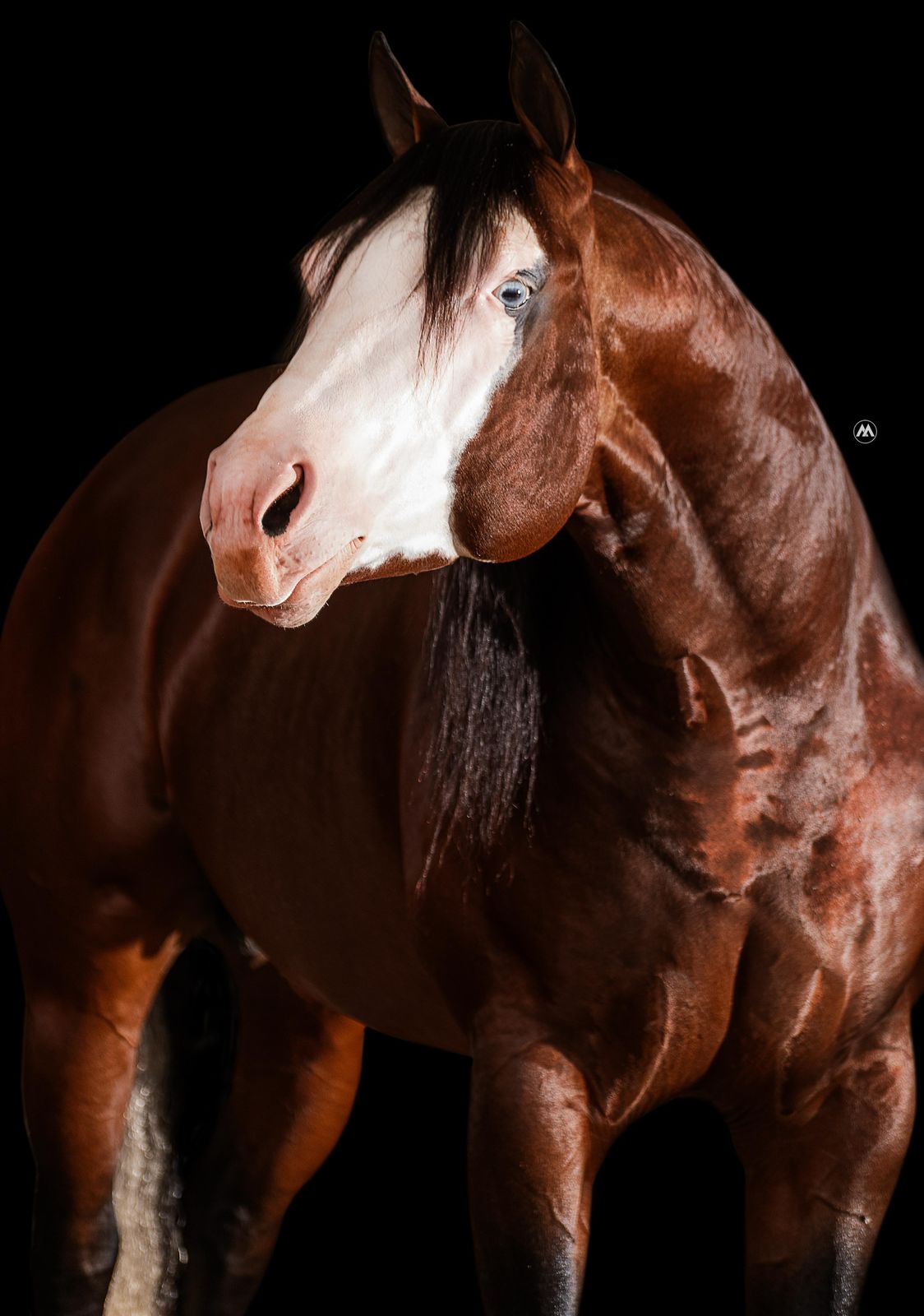 @haras amorim