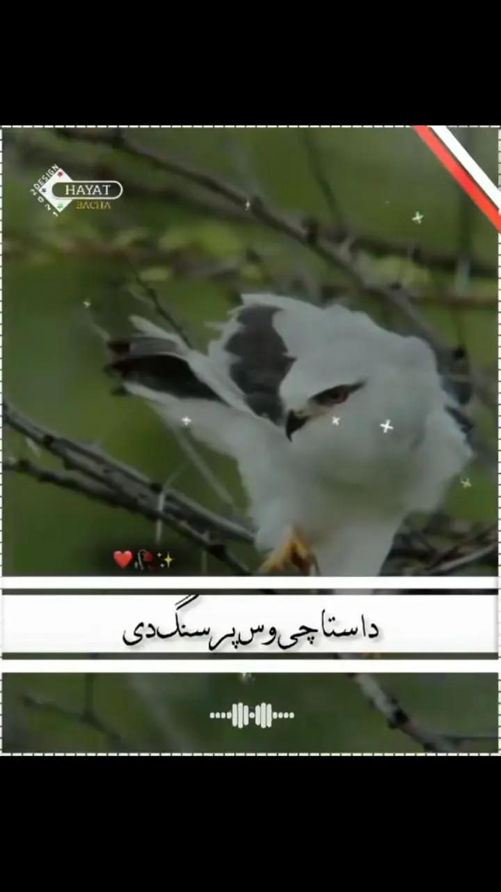 @٭TiGaR•—• 302٭