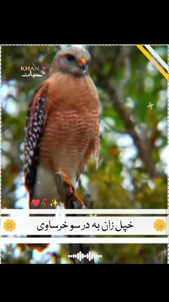 @٭TiGaR•—• 302٭