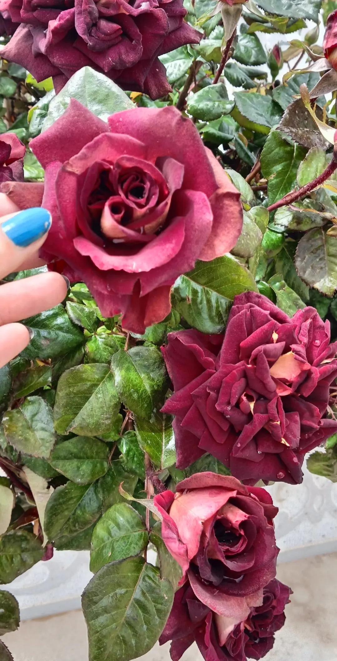 @Rosalinda07 🐞