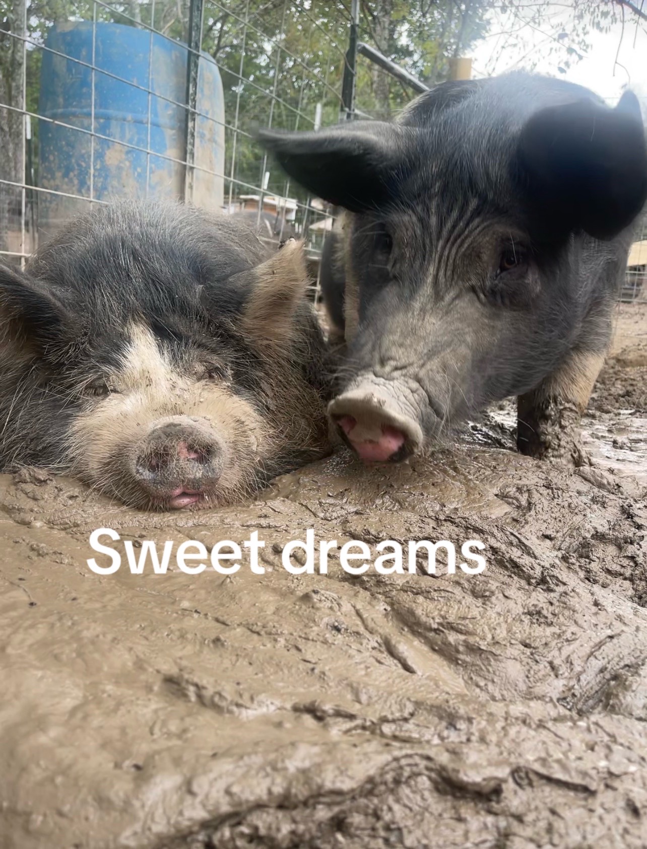 @Amy’s Acres Rescue/Sanctuary🐽