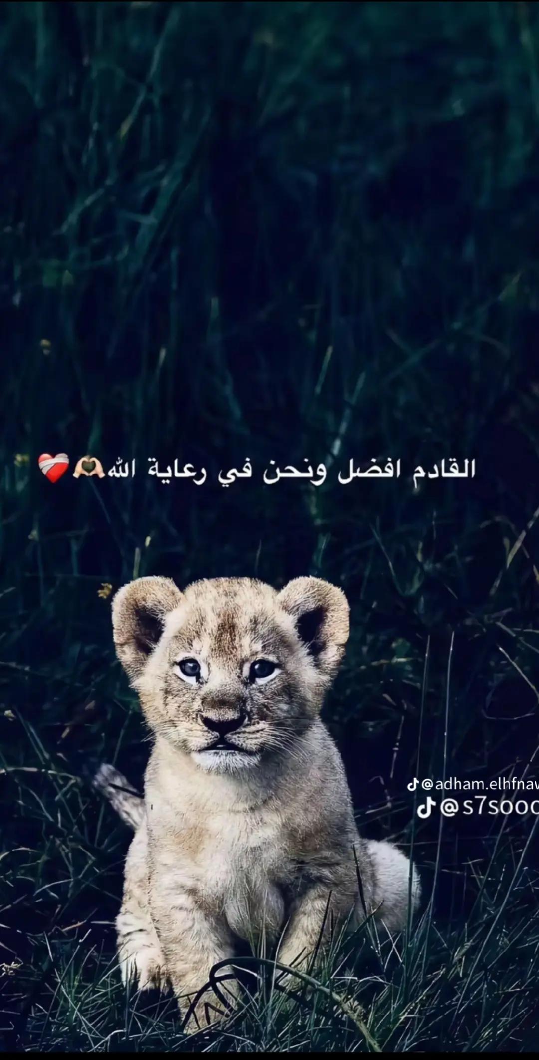@الحوت الازرق،🧿🐋
