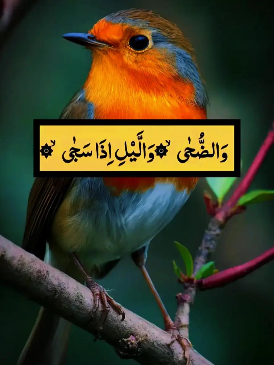 @@islamicvideotiktok341