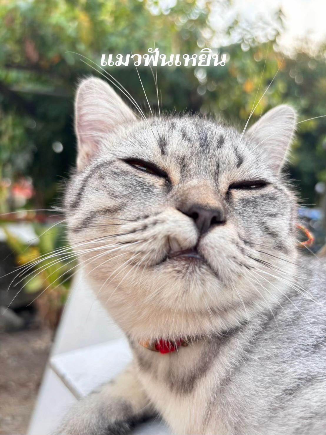 @พิแพร์ไม่กินถั่วงอก 𐐪𐑂