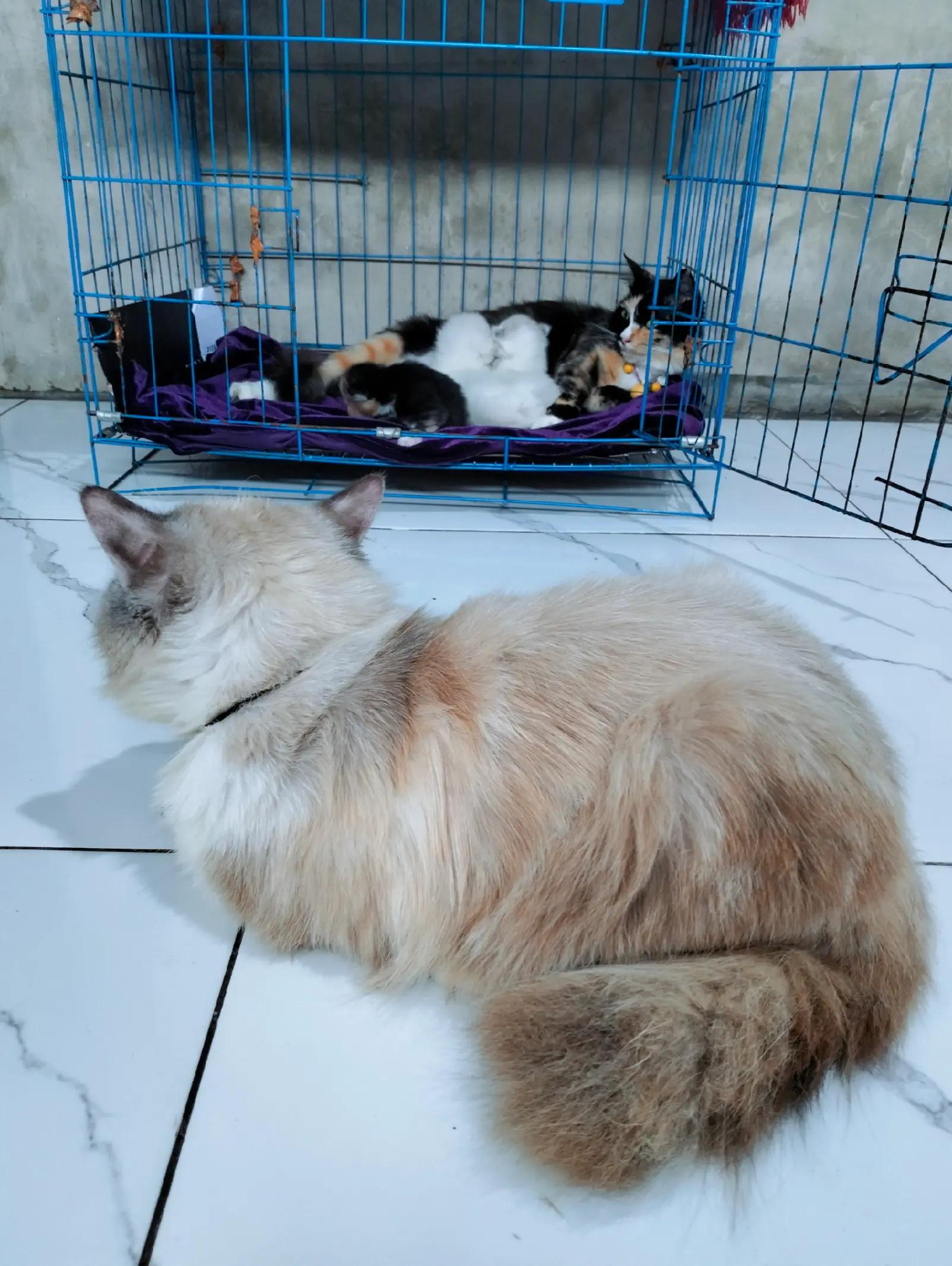 @Chiio Chiiwi Family😽🤍