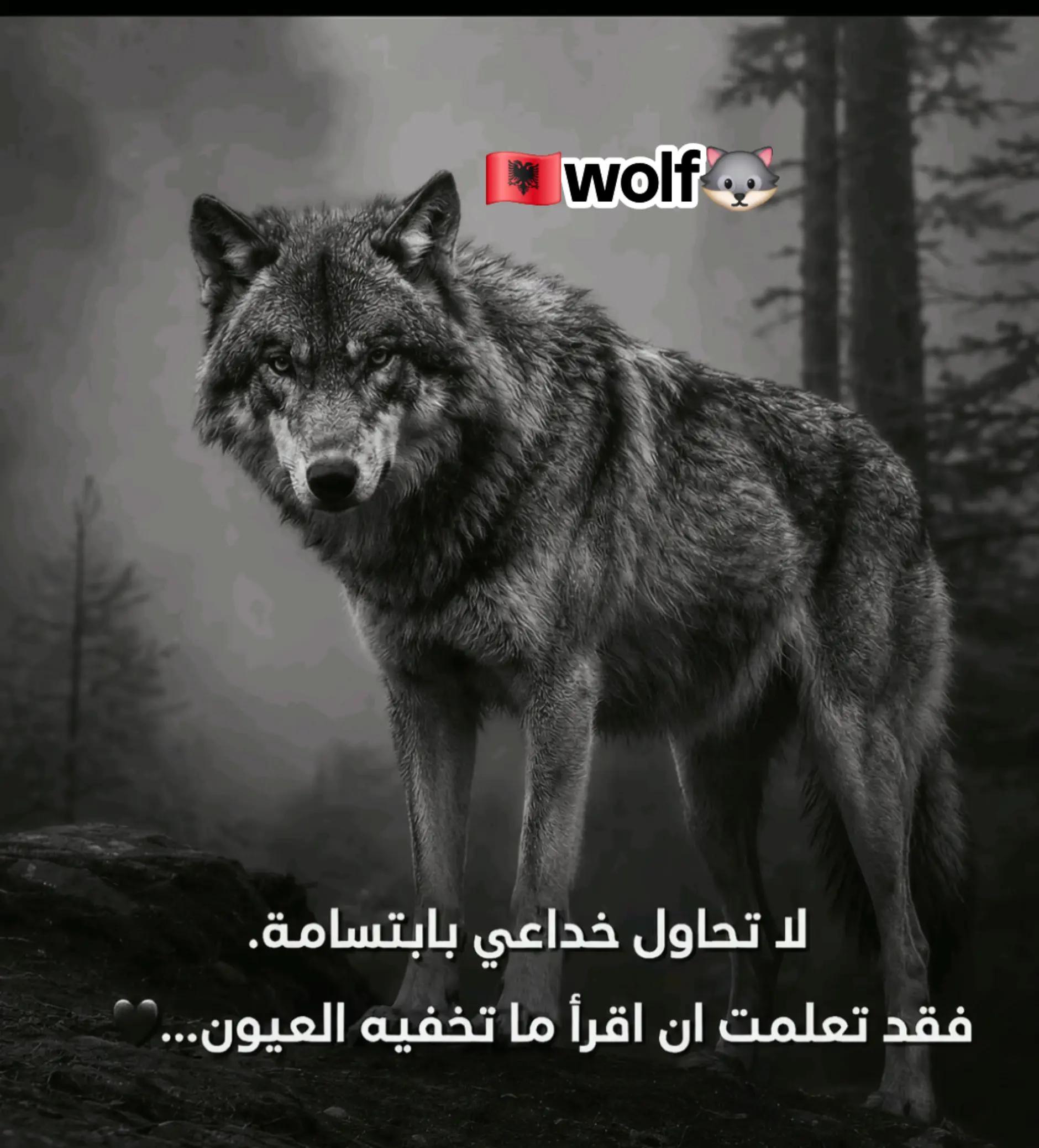 @🐺Wolf🇦🇱