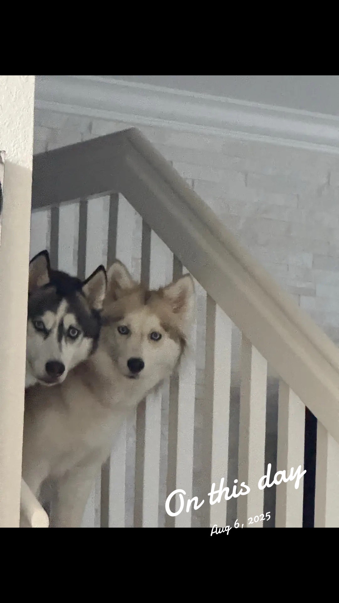 @lifewith2huskies