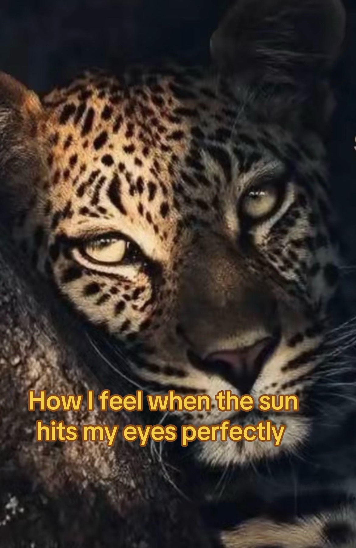 @𝓑𝓻𝓸𝓸𝓴