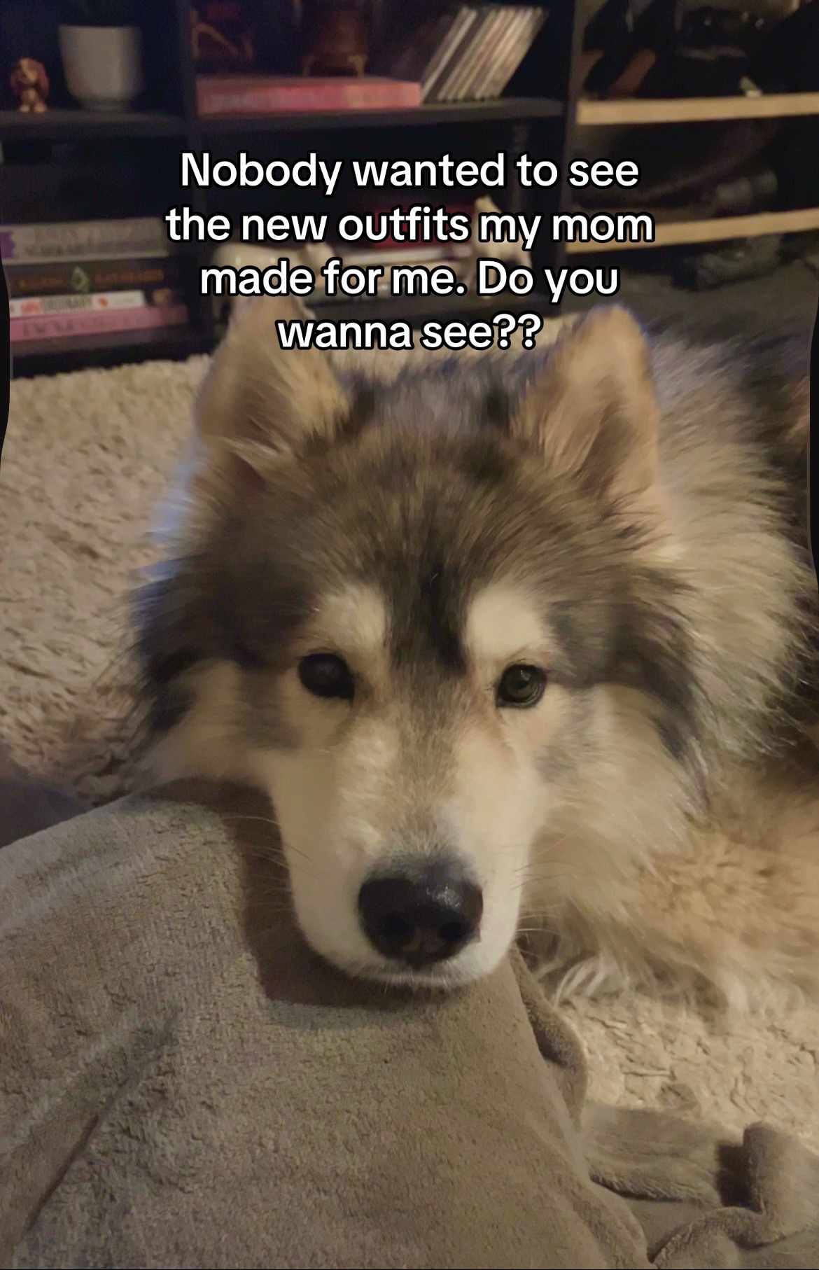 @Echo The Husky