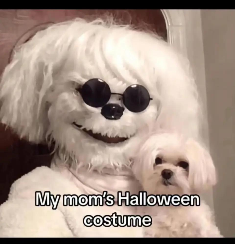 @WiFi Puppy