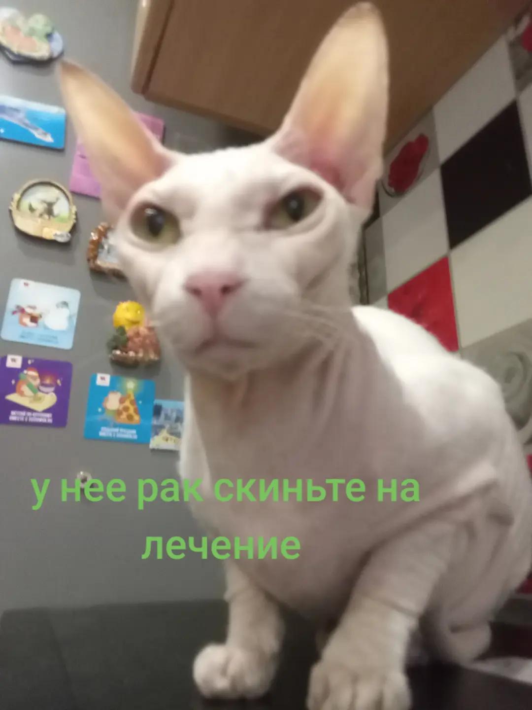 @кабан кузя
