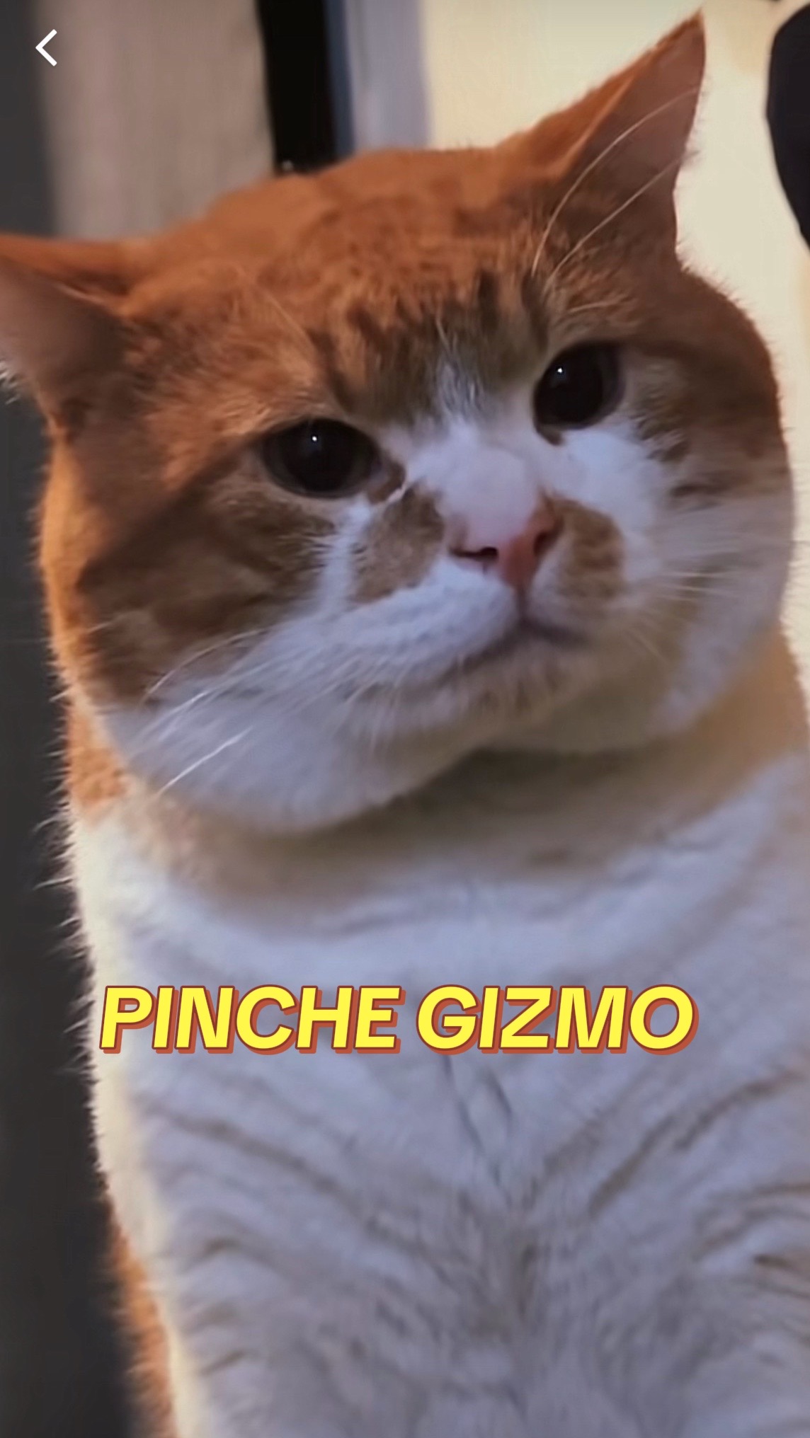 @Chef Nery