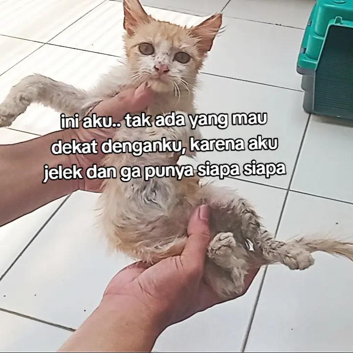 @Kucing Rumah Ronal