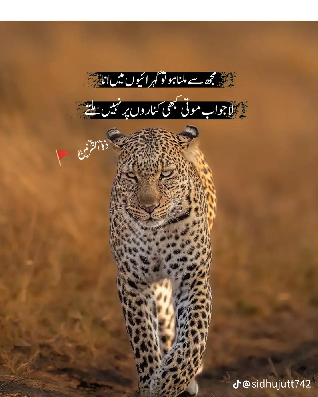 @T!G€R Koral 1