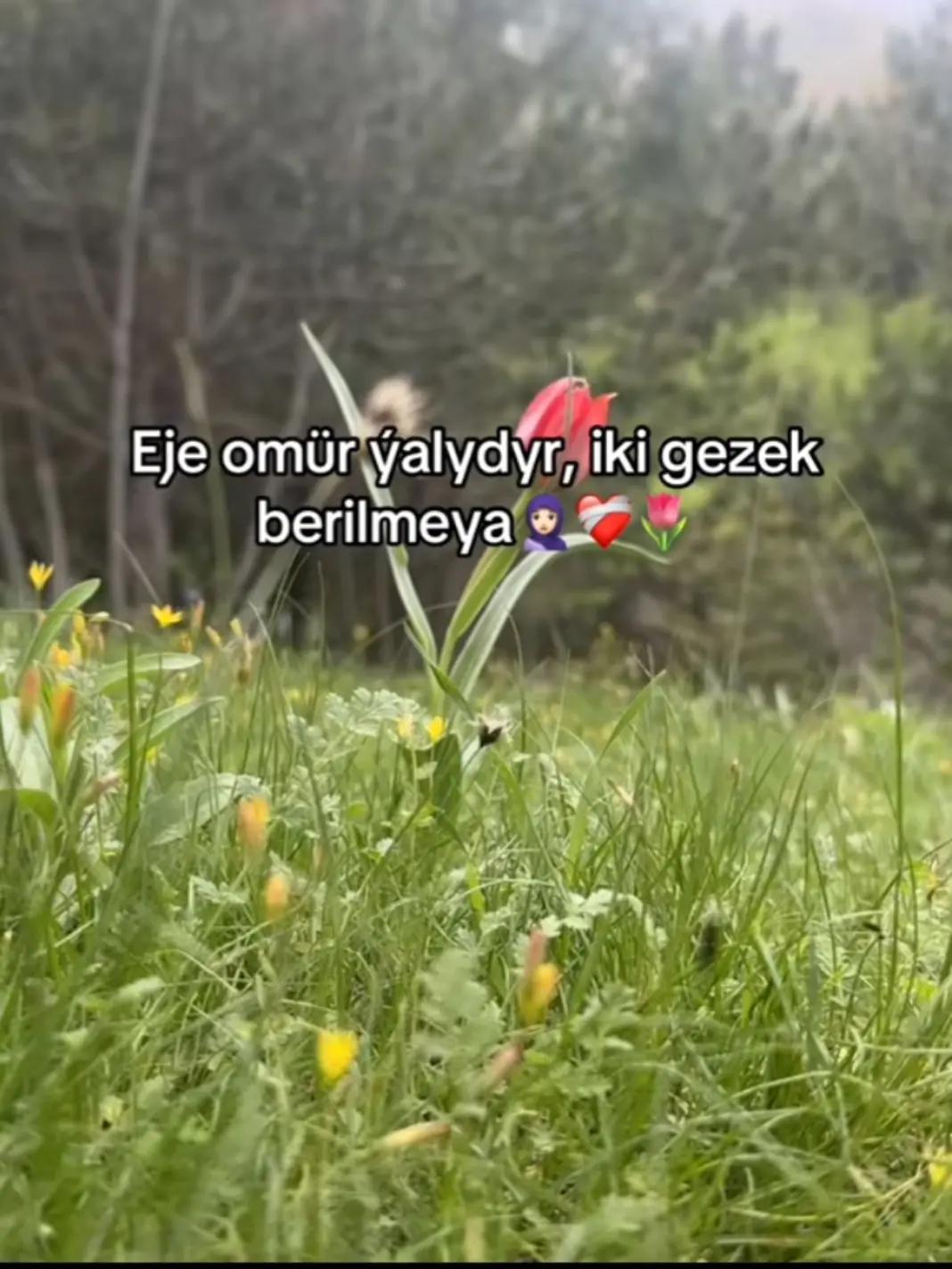 @esenov_B