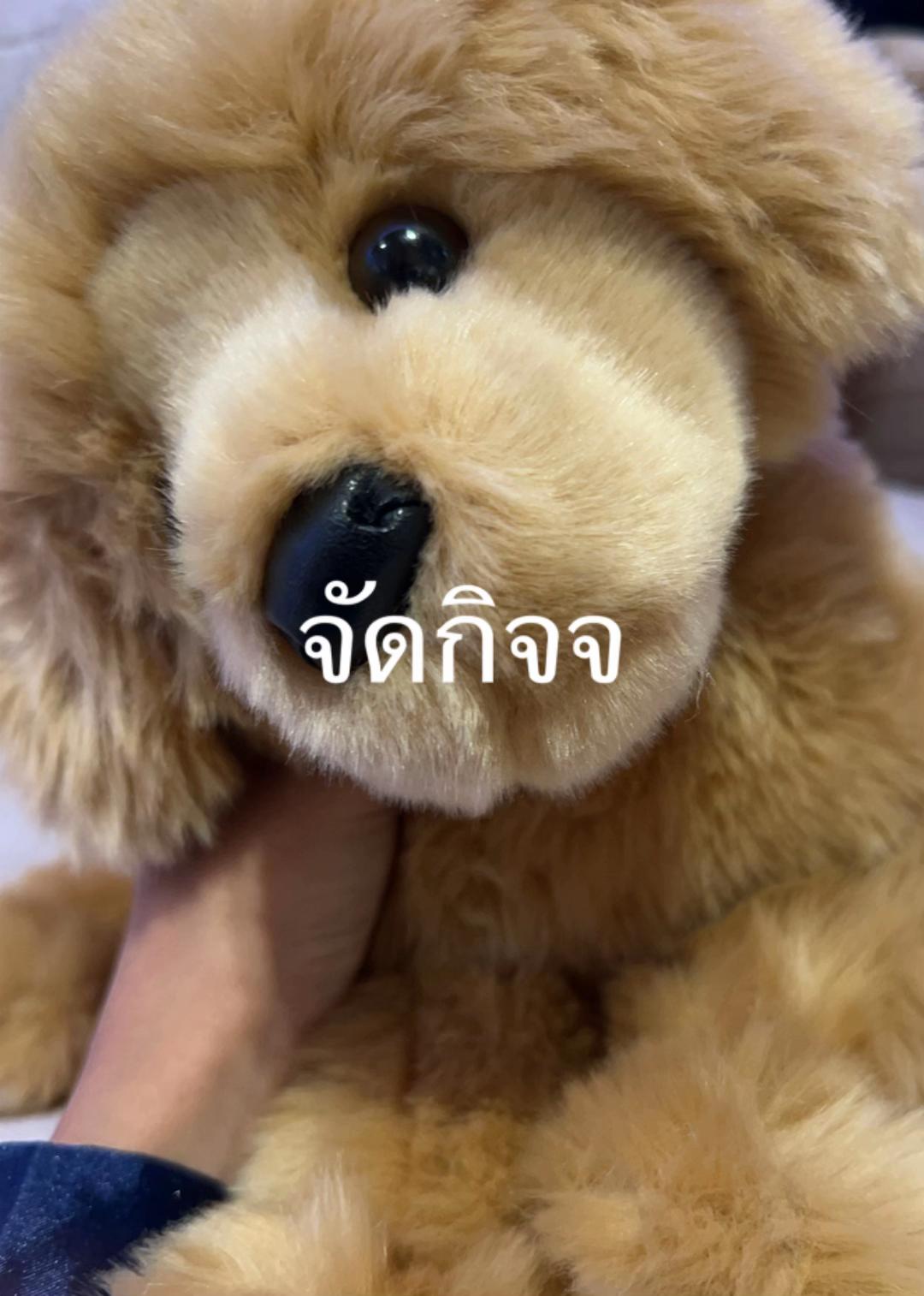 @𝐌𝐚𝐩𝐥𝐞𝐩𝐚𝐰𝐬𖾕𖾝꙼ᩚ𛲕𖾟🍁