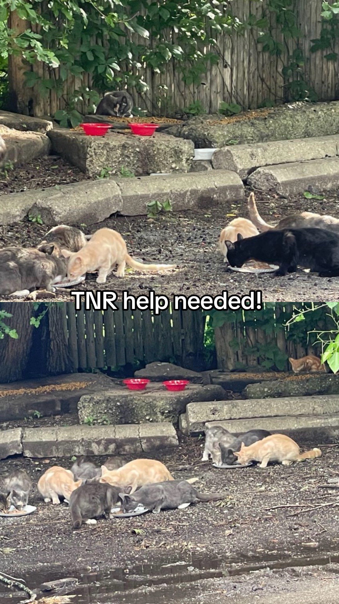 @Shaull Family Rescue