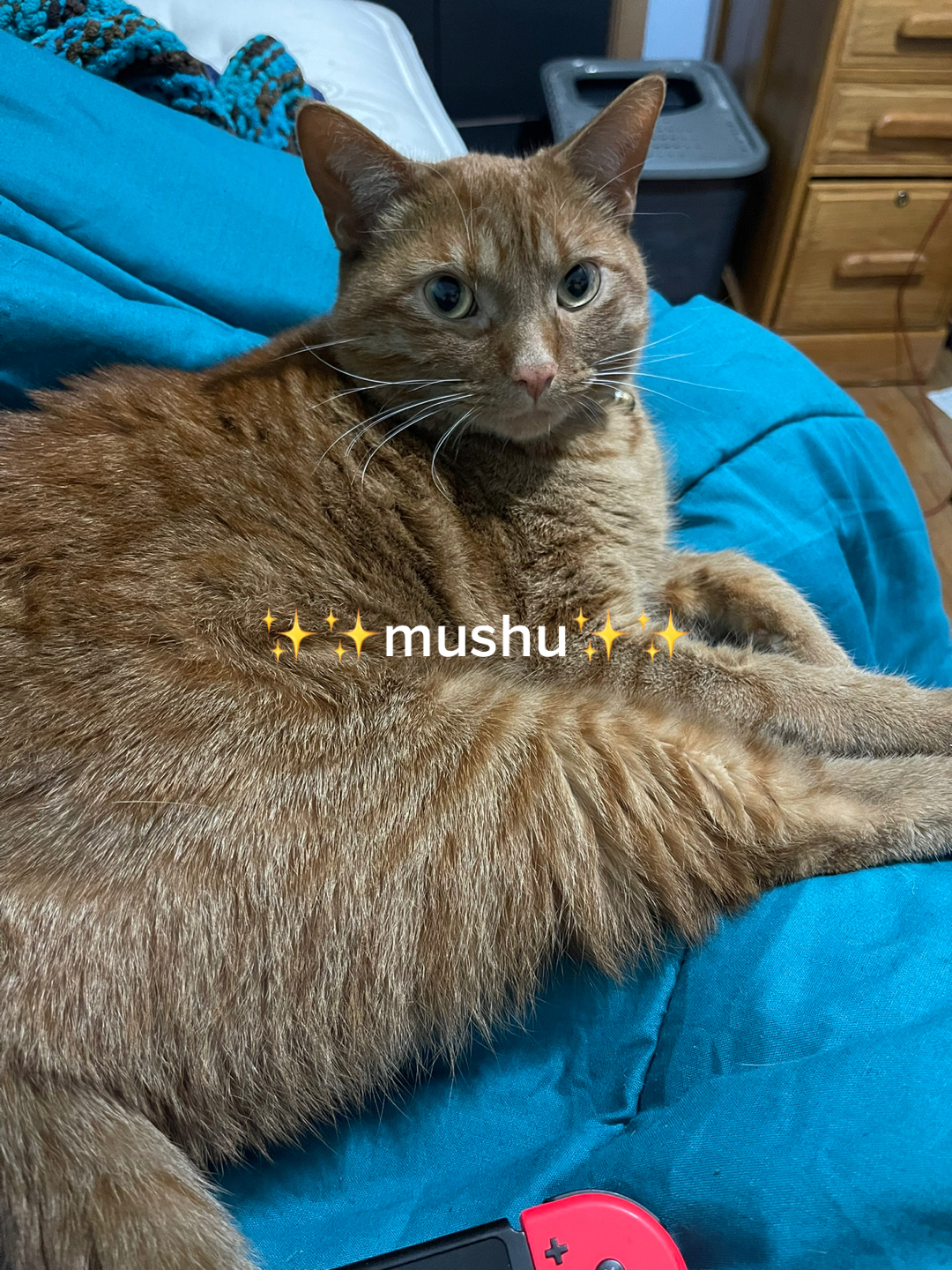 @💙Niko💙
