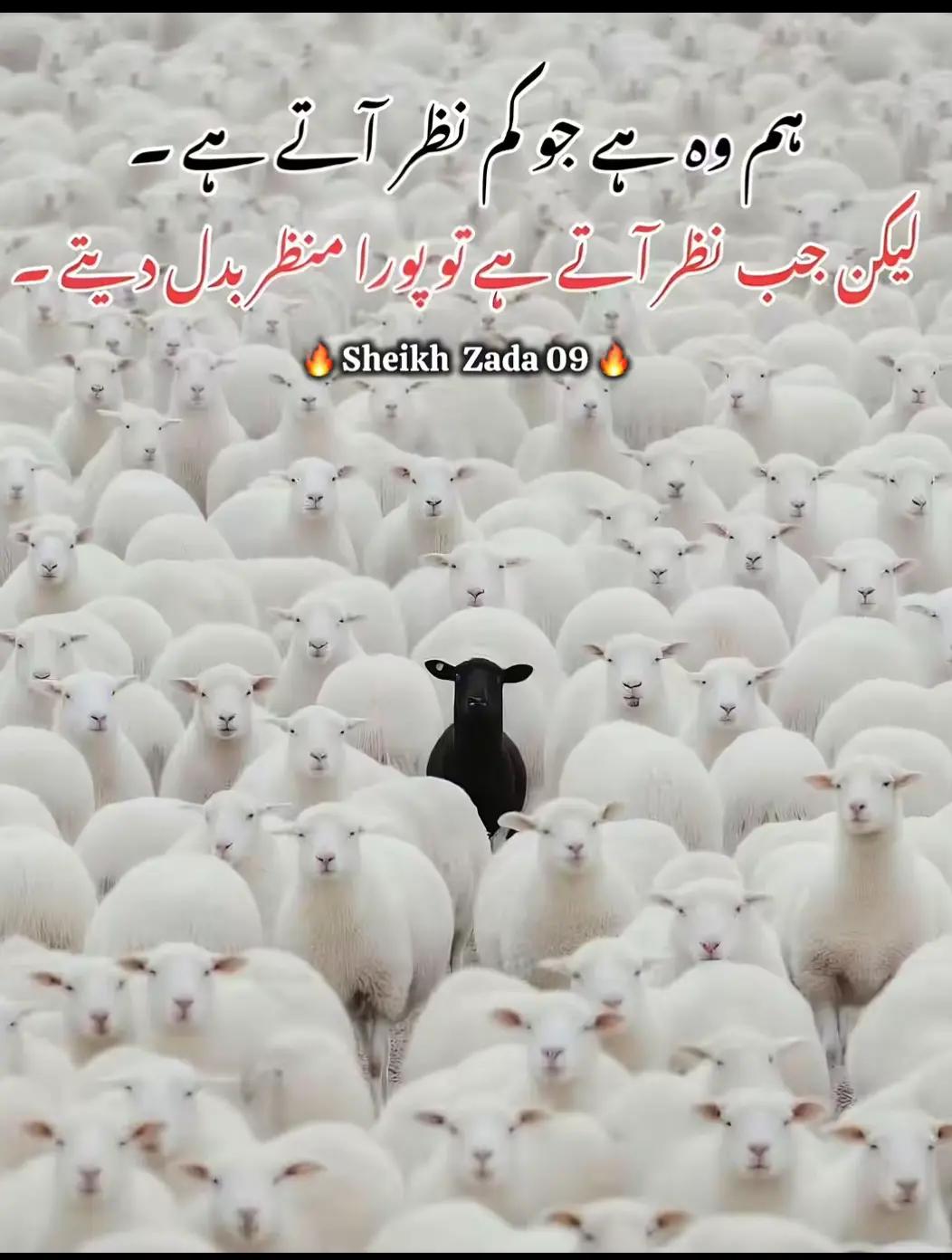 @kaka qasai 745