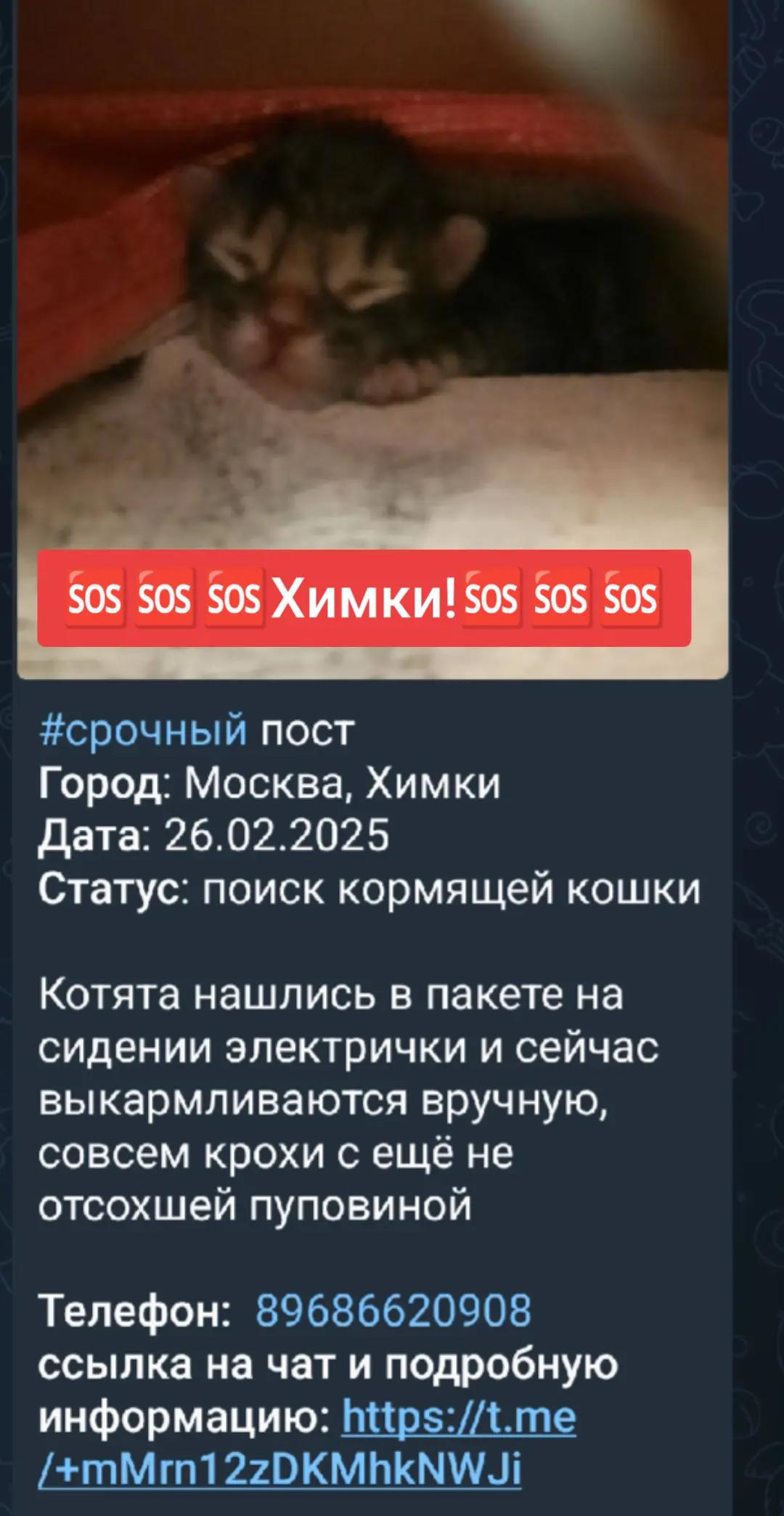 @Animals of Khimki